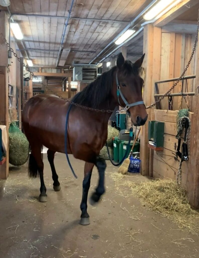 Cheval stress impatient nourriture